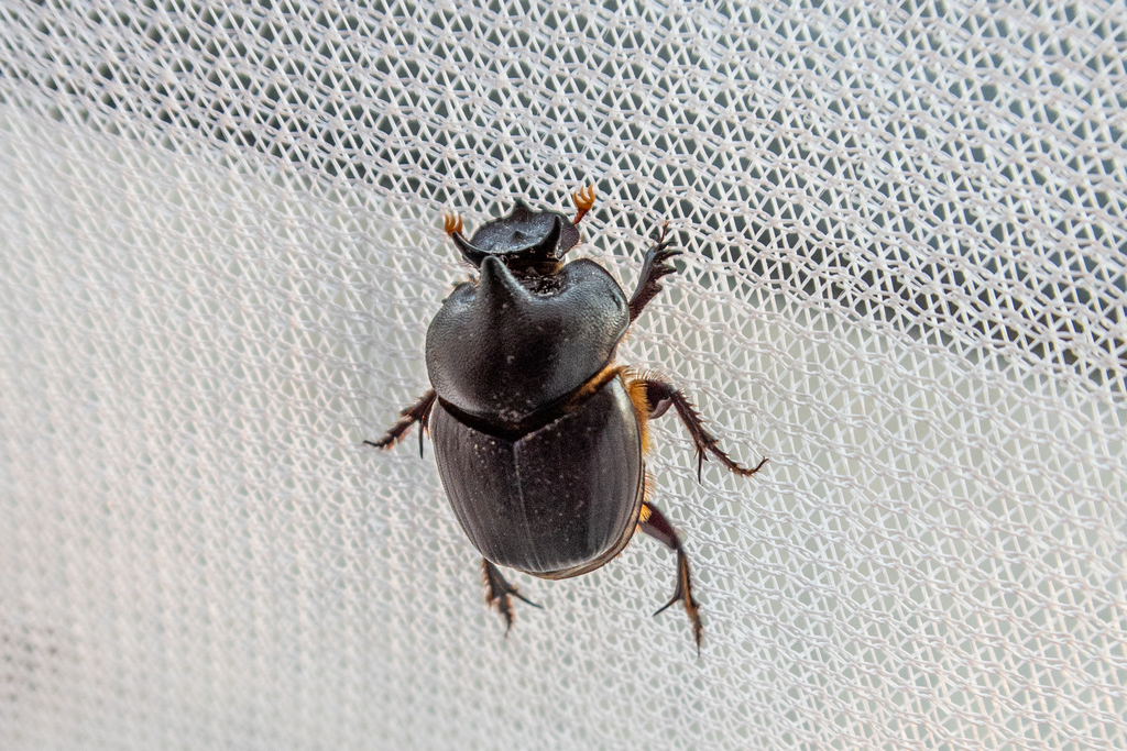 Parascatonomus Tricornis From Lak Mueang, Kamalasai District, Kalasin 