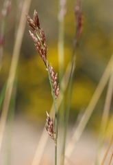 Tridens muticus muticus