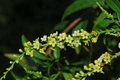Citharexylum spinosum
