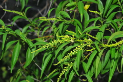 Citharexylum spinosum
