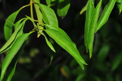 Citharexylum spinosum