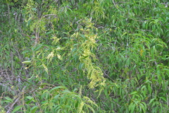 Citharexylum spinosum