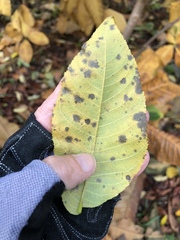 Ophiognomonia leptostyla