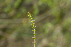 Equisetum pratense image