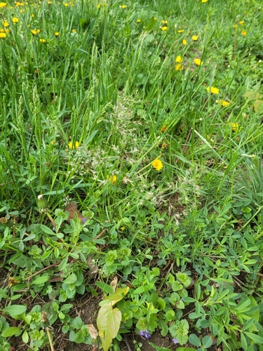 Наблюдение на iNaturalist