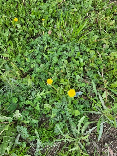 Наблюдение на iNaturalist