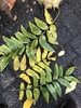 Pecan Scab - Photo (c) Susan J. Hewitt, some rights reserved (CC BY-NC), uploaded by Susan J. Hewitt