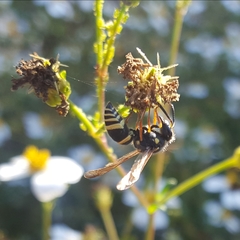 Ancistrocerus bustamente
