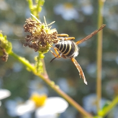 Ancistrocerus bustamente
