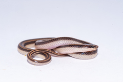 Broad-Striped Racerlet photo 4