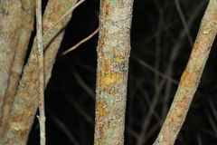 Citharexylum spinosum