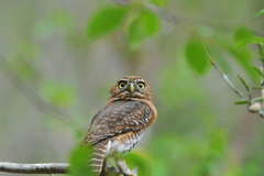 Glaucidium siju