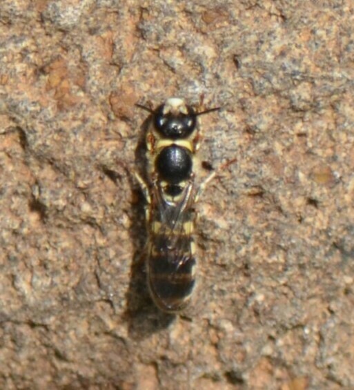 Collared Resin Bees