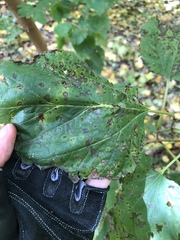 Cercospora moricola