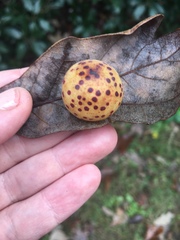 Atrusca quercuscentricola