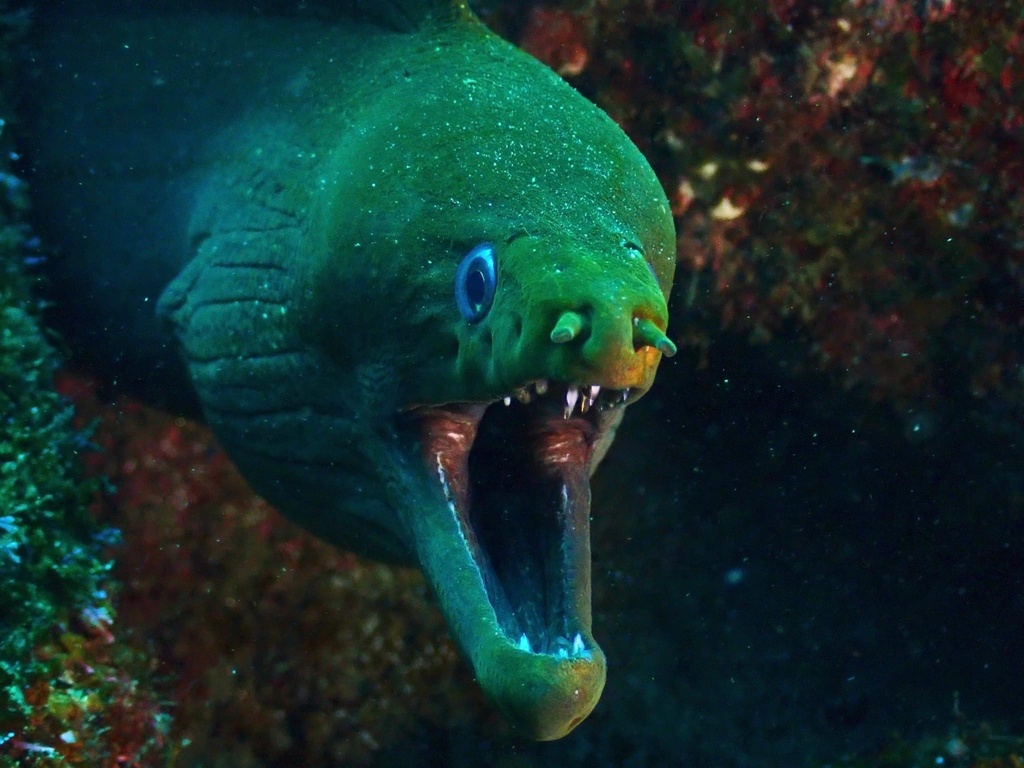 Photo of Panamic green moray (Gymnothorax castaneus)