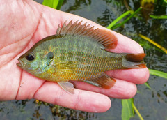 Lepomis miniatus