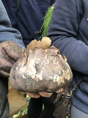 Mycenastrum corium
