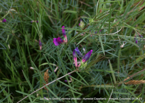 Vicia graminea