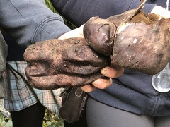 Mycenastrum corium