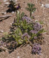 Sclerosciadium nodiflorum image