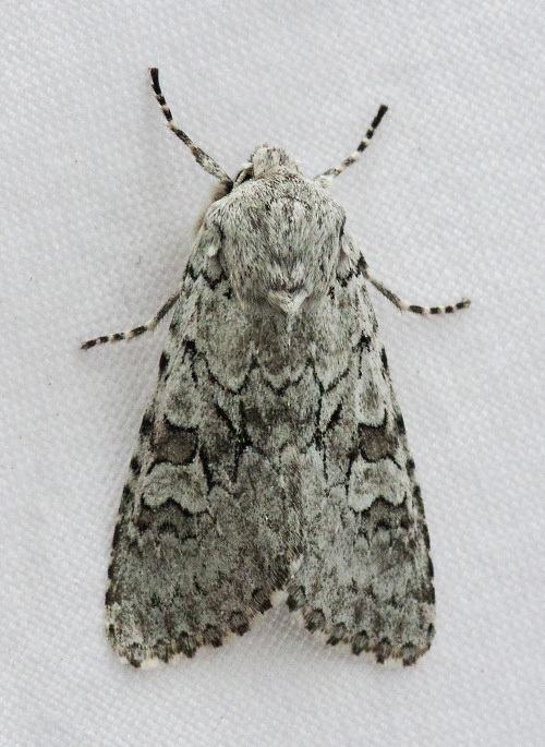 Psammopolia wyatti