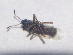 Nysius raphanus