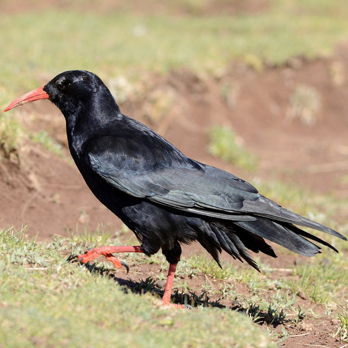 Red-billed Chough