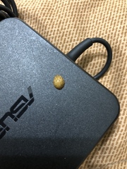 Harmonia sedecimnotata