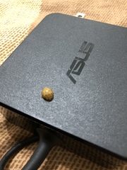 Harmonia sedecimnotata