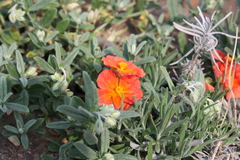 Cistus × skanbergii