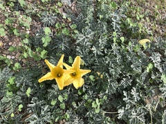 Cucurbita cordata
