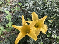 Cucurbita cordata