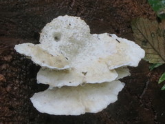 Calcipostia guttulata