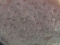 Calcipostia guttulata