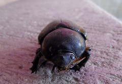 Dynastes hyllus