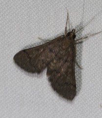 Piletocera macroperalis