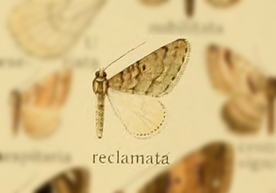 Nebula reclamata