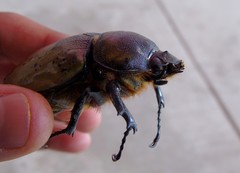 Dynastes hyllus