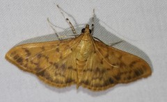 Patania balteata