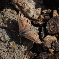 Lasiommata petropolitana