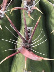 Ferocactus peninsulae