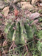 Ferocactus peninsulae