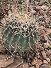 Ferocactus emoryi rectispinus