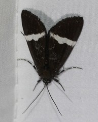 Coenotoca subaspersa