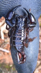 Chactas vanbenedenii