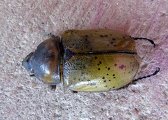 Dynastes hyllus