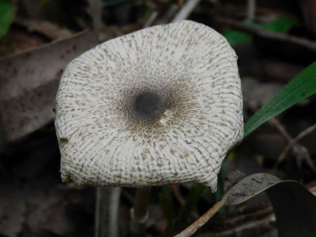 Leucocoprinus brebissonii · October 2022 · photo: © ana_ads (iNaturalist, cc-by)