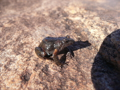 Central Ranges Toadlet photo 2