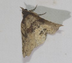 Aroana hemicyclophora